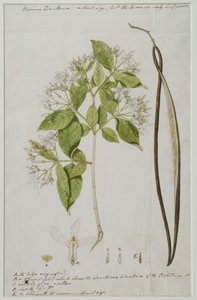 Wrightia tinctoria (Roxb.), 1785 - Anna Maria Jones